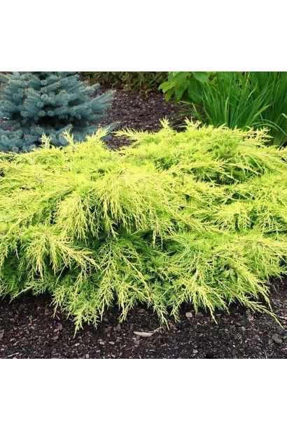 Можжевевельник средний Кинг оф Спринг в ландшафте